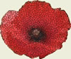 Hayfield War Dead - Poppy Image